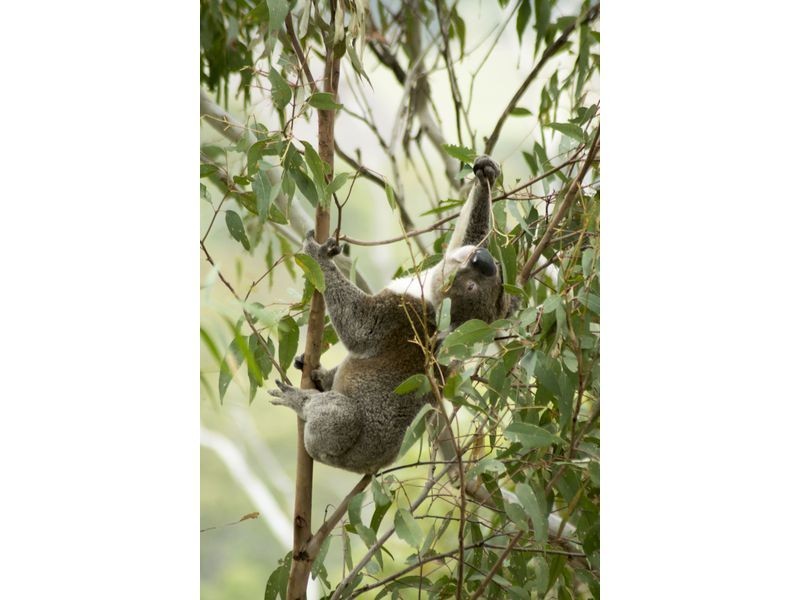 82 Bergin Road, Ferny Grove QLD 4055