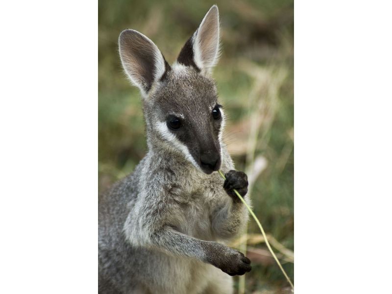 82 Bergin Road, Ferny Grove QLD 4055