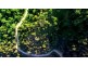 220 (Lot 1) Goat Track, Highvale QLD 4520