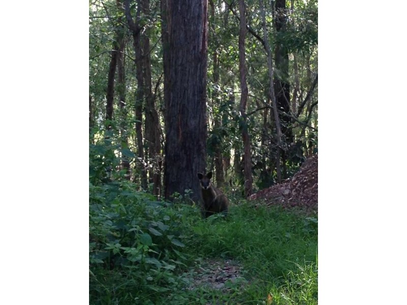 81 Weedon Street, Mansfield QLD 4122