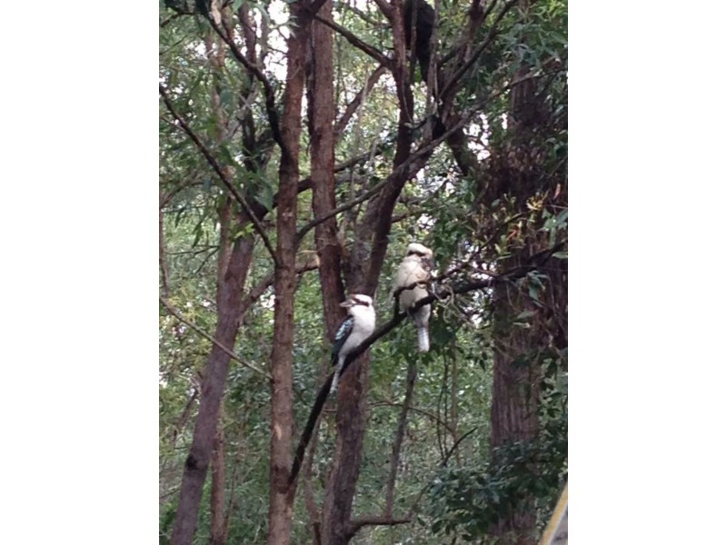 81 Weedon Street, Mansfield QLD 4122