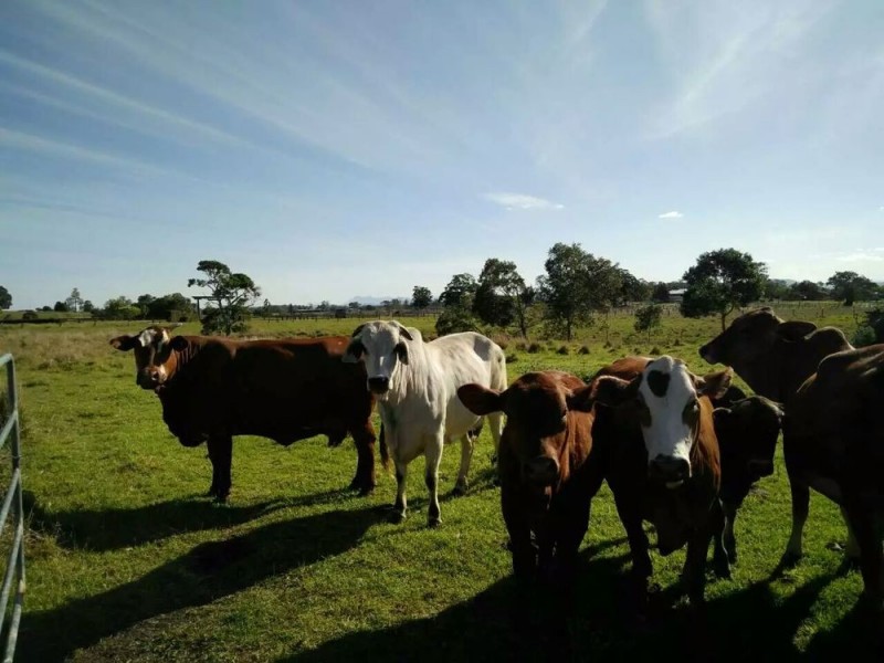 363 Veresdale Scrub School Road, Veresdale Scrub QLD 4285