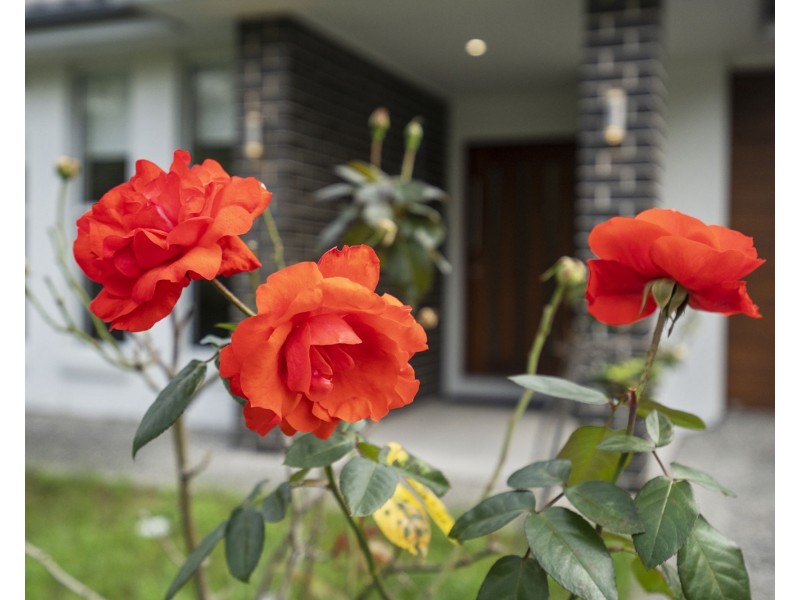 385 Beaudesert Road, Moorooka QLD 4105