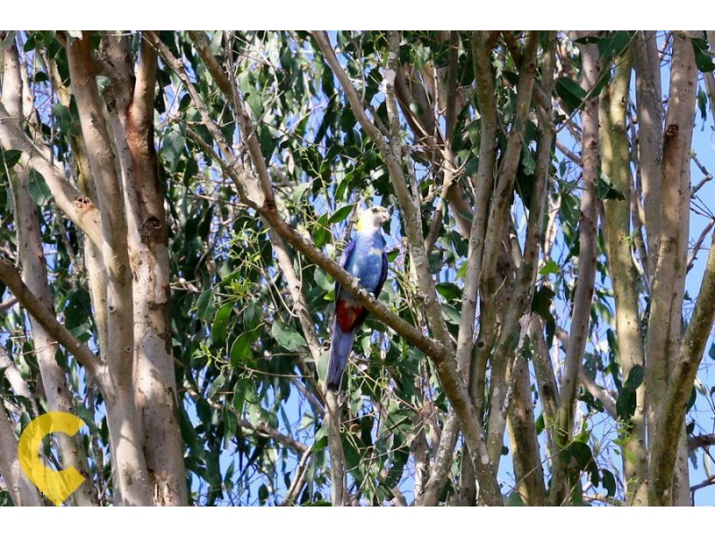 Lot 26 Evergreen Drive, Stockleigh QLD 4280