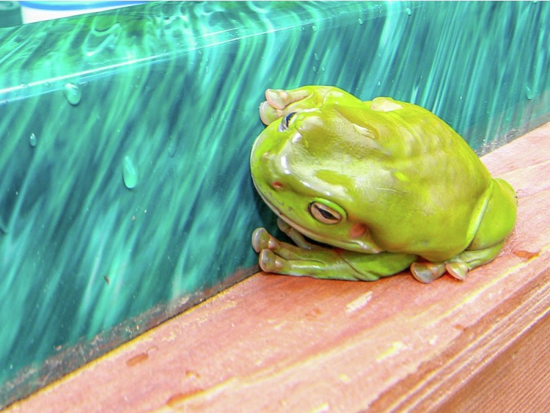 6 Cherry Court, Coomera QLD 4209