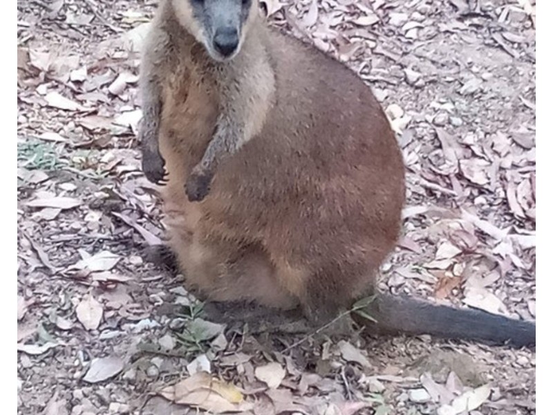 24/31 Simpsons Road, Elanora QLD 4221