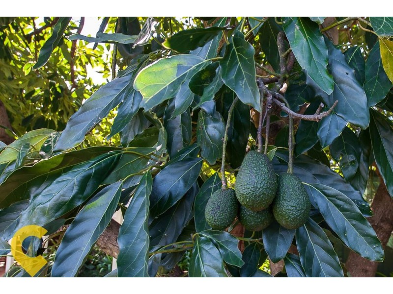 62 Herries Street, East Toowoomba QLD 4350