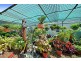 10 Schaefer Court, Westbrook QLD 4350