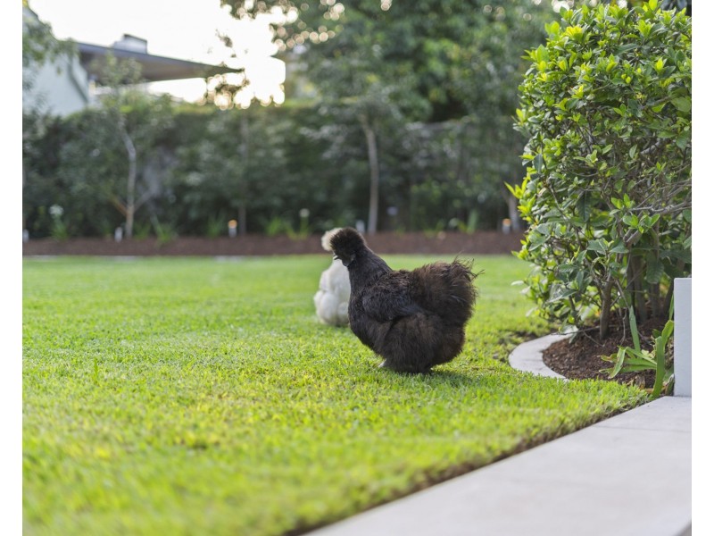 13 Bennison Street, Ascot QLD 4007