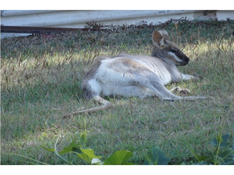 880 Glastonbury Road, Glastonbury QLD 4570