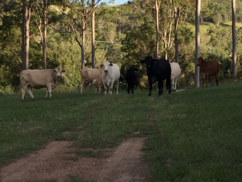 880 Glastonbury Road, Glastonbury QLD 4570