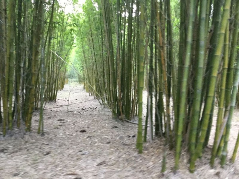 880 Glastonbury Road, Glastonbury QLD 4570