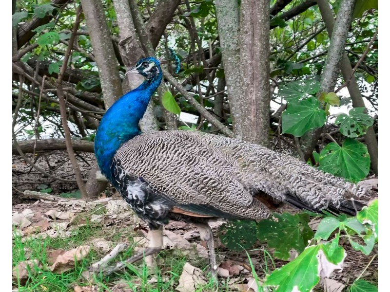 18/20 Commodore Drive, Paradise Waters QLD 4217