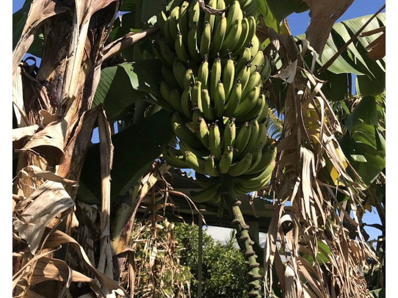 55 May Street, Walkervale QLD 4670