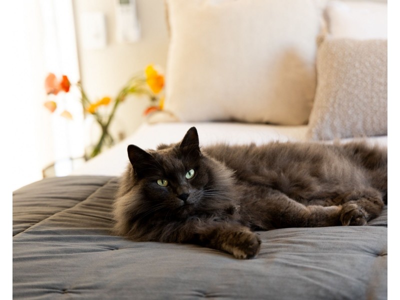 19 Craig Street, Brighton QLD 4017