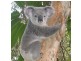 Bridgeman Downs QLD 4035