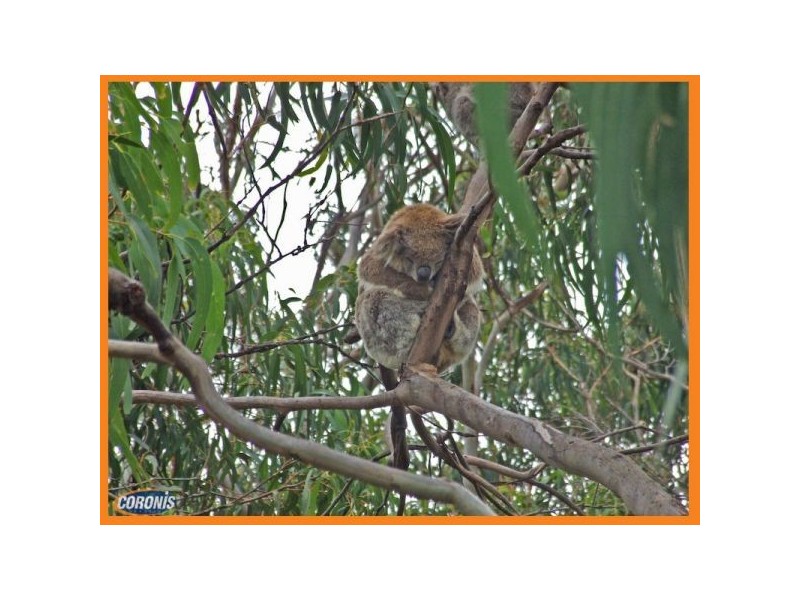 Logan Village QLD 4207