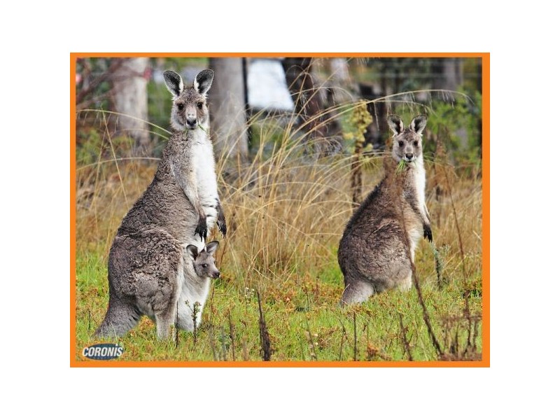 Logan Village QLD 4207