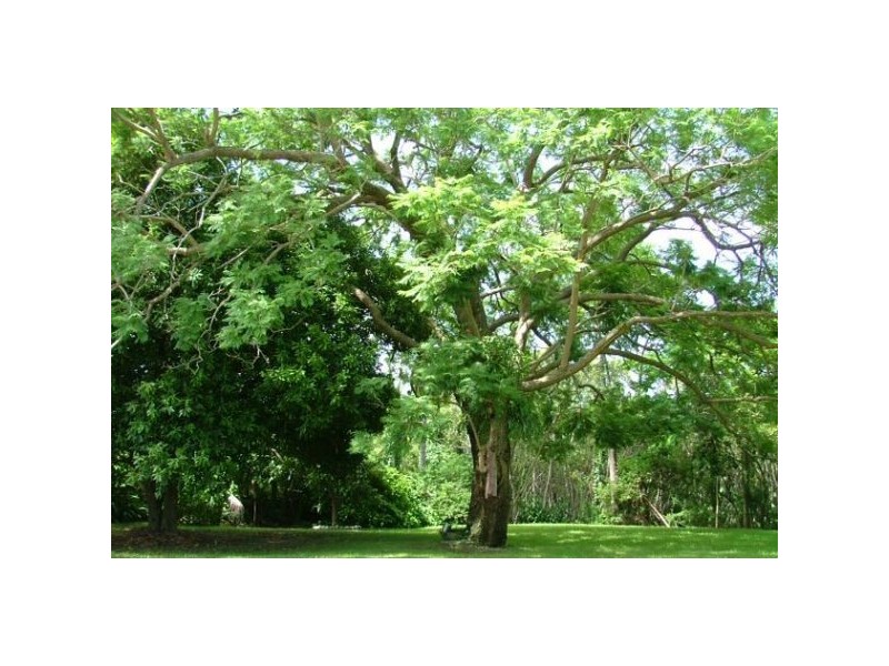 54 Beerwah Street, Deagon QLD 4017