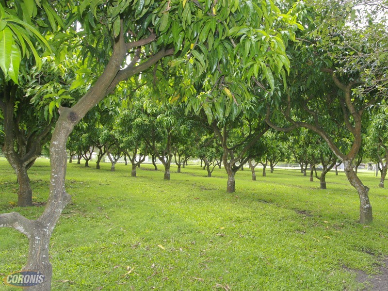 Mango Hill QLD 4509