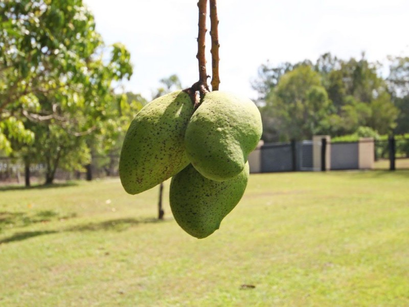 1 Adsett Road, Burpengary QLD 4505