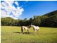 522a Cedar Creek Rd, Cedar Creek QLD 4207
