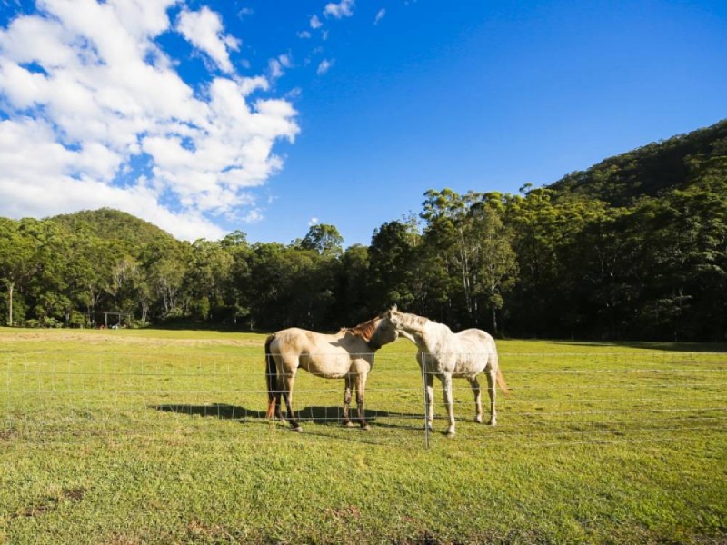 522a Cedar Creek Rd, Cedar Creek QLD 4207