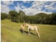 522a Cedar Creek Rd, Cedar Creek QLD 4207