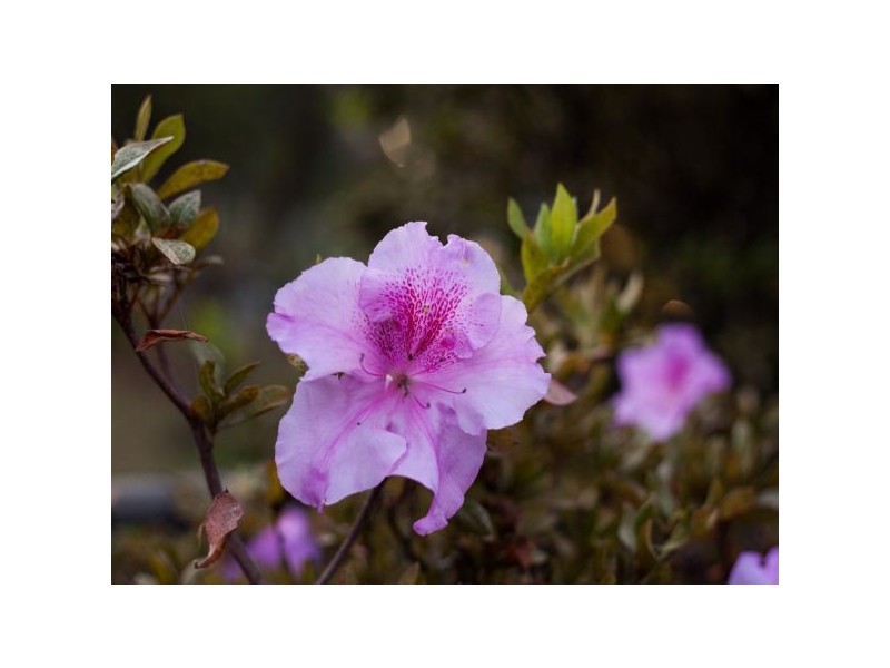 1107 Cavendish Road, Mount Gravatt East QLD 4122