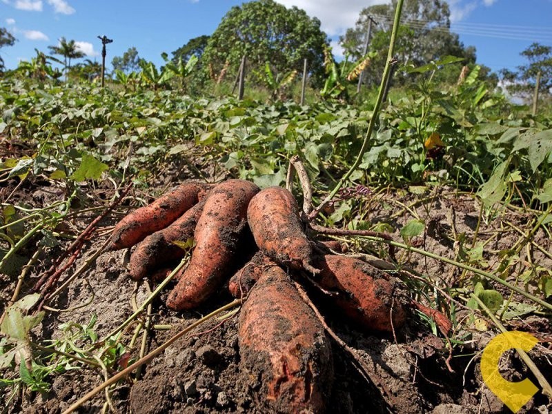 145 Boscoe Road, Narangba QLD 4504