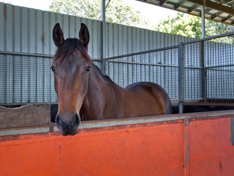 72 Sheahans Street, Yandina QLD 4561