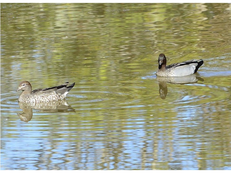 75 Bridgeman Road, Bridgeman Downs QLD 4035