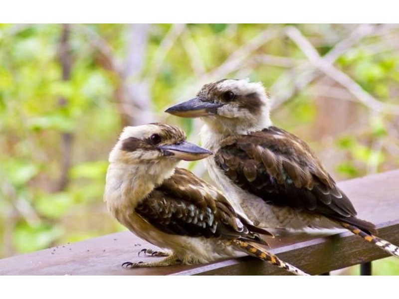 99 Ira Buckby Road West, Cashmere QLD 4500