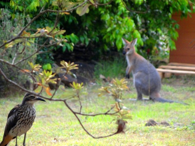 32 Guyana Court, Capalaba QLD 4157