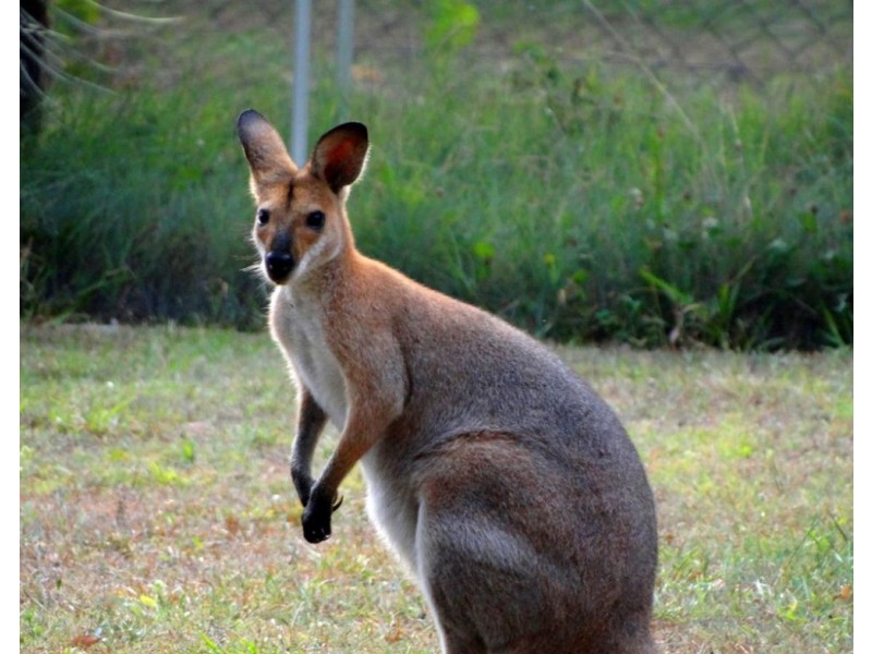 32 Guyana Court, Capalaba QLD 4157