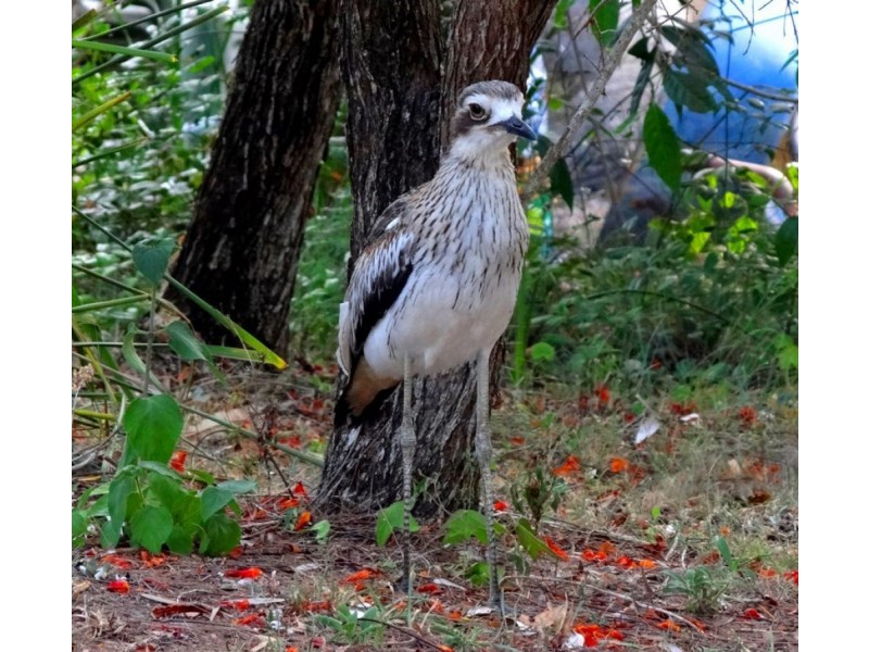 32 Guyana Court, Capalaba QLD 4157