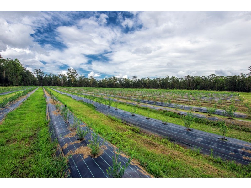 684 & 720 Parker Road, Lanitza NSW 2460