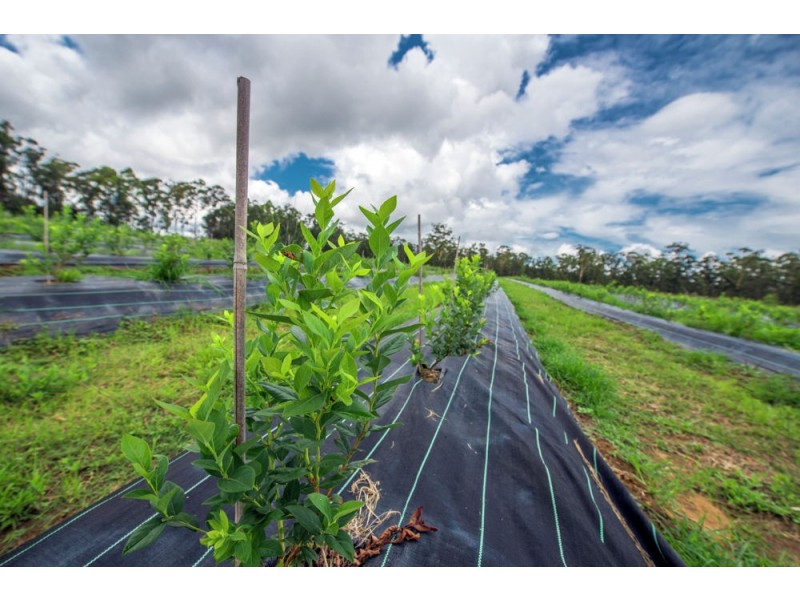 684 & 720 Parker Road, Lanitza NSW 2460