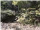 Lot 30 Bald Knob Tick Gate Road, Halfway Creek NSW 2460