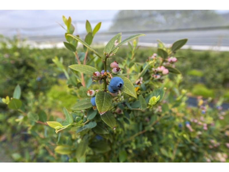 136 Holloways Road, Sandy Beach NSW 2456