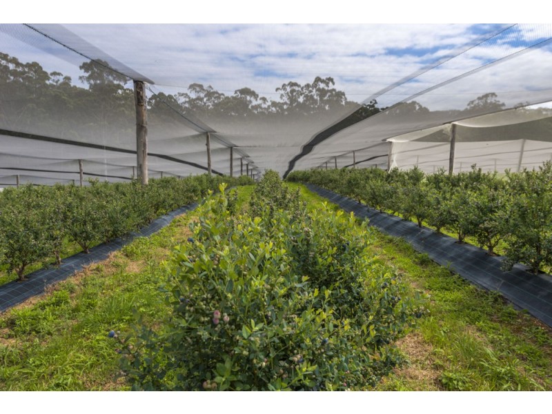 136 Holloways Road, Sandy Beach NSW 2456