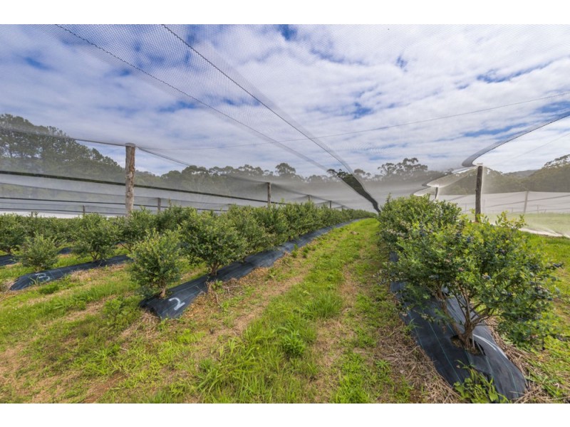 136 Holloways Road, Sandy Beach NSW 2456