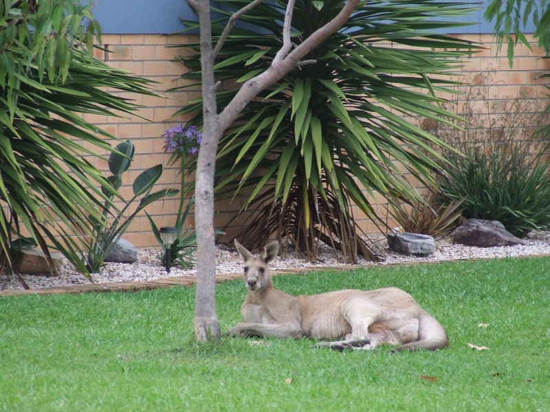 47 Palm Grove Place, Moonee Beach NSW 2450