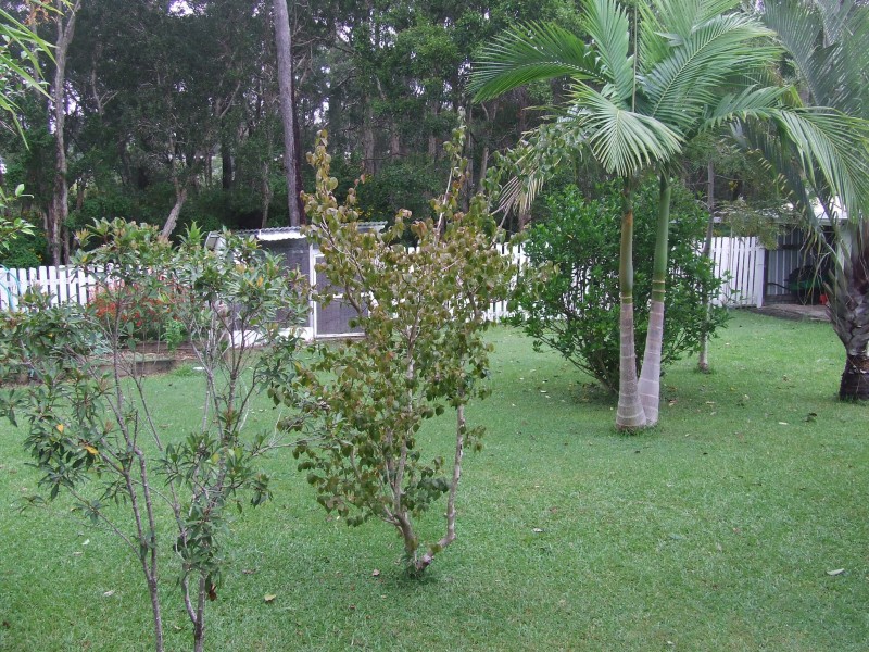 97 Nightingale Street, Woolgoolga NSW 2456