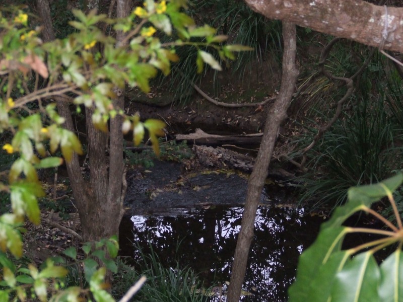 10 Carabeen Close, Woolgoolga NSW 2456