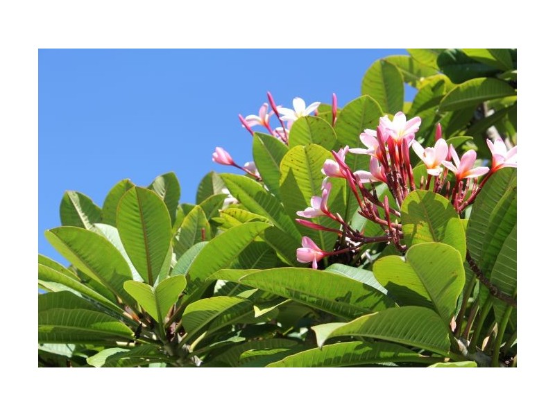 75a Arrawarra Road, Arrawarra NSW 2456