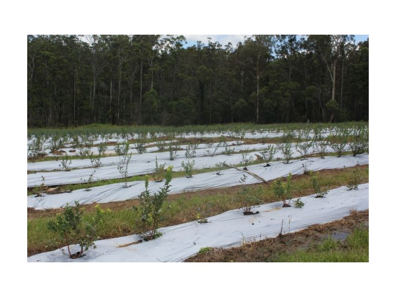 653  Parker Rd, Lanitza NSW 2460