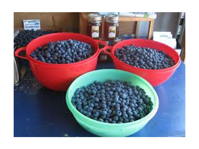 4149 Pacific Highway Dirty Creek, Upper Corindi NSW 2456