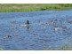 Lot 328 Patricia Circuit, Mirani QLD 4754