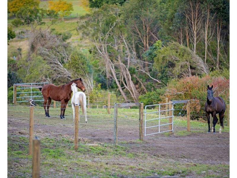 773 Beaudesert Beenleigh Road, Wolffdene QLD 4207